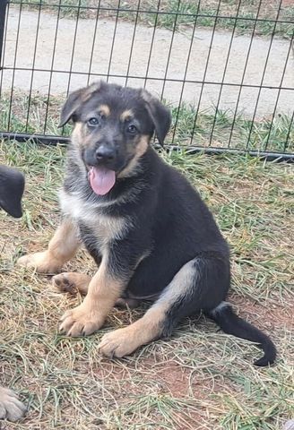 Süße Schäferhundwelpen abzugeben