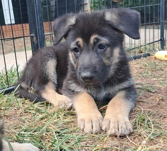 Süße Schäferhundwelpen abzugeben