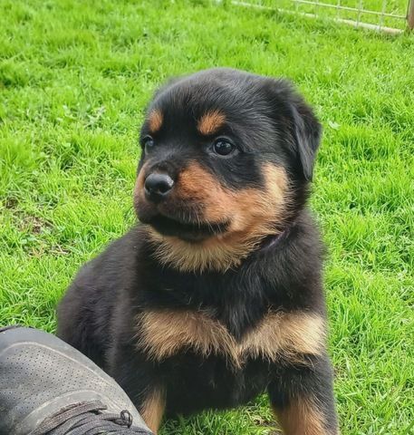 Süße Rottweiler-Welpen abzugeben