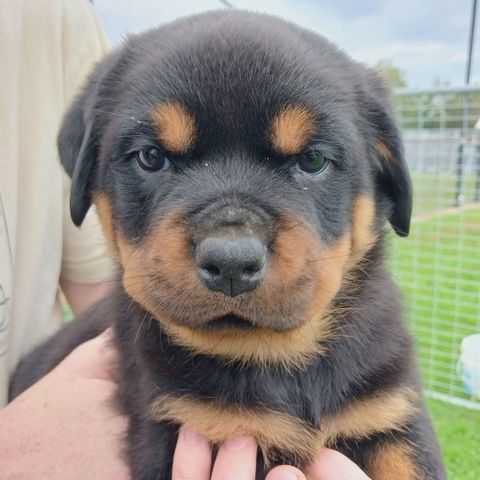 Süße Rottweiler-Welpen abzugeben