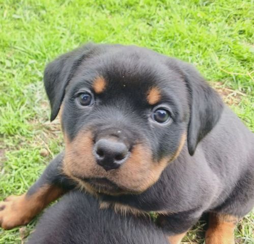 Süße Rottweiler-Welpen abzugeben