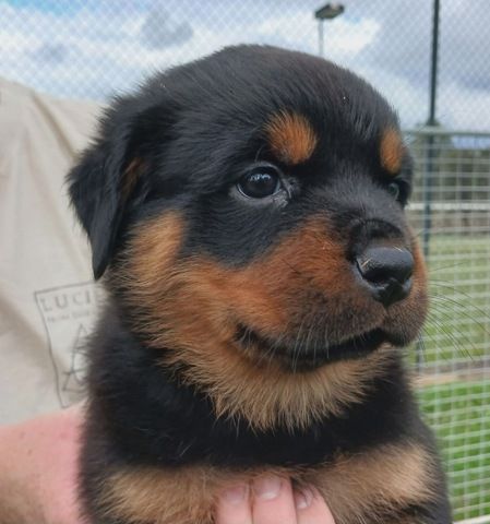 Süße Rottweiler-Welpen abzugeben