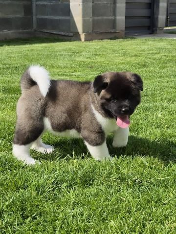 Süße Akita-Welpen abzugeben