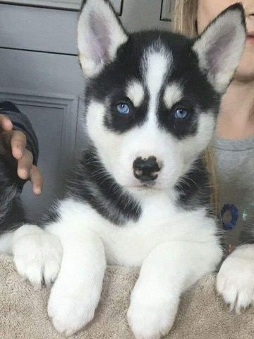 Süße Siberian-Husky-Welpen abzugeben