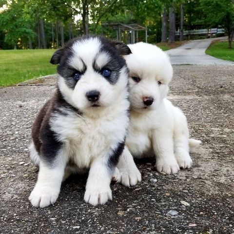 Süße Siberian-Husky-Welpen abzugeben