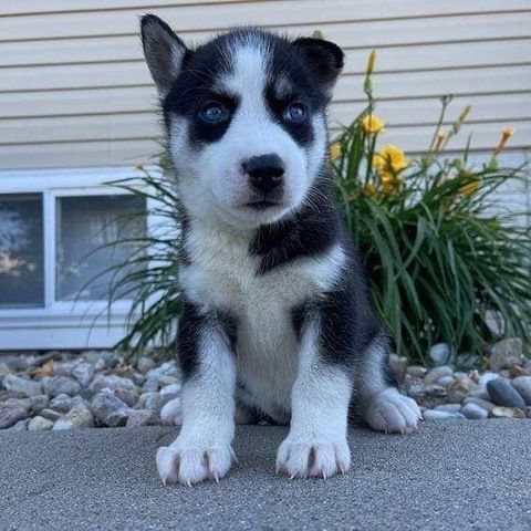 Süße Siberian-Husky-Welpen abzugeben