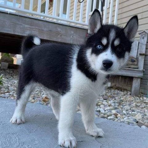 Süße Siberian-Husky-Welpen abzugeben
