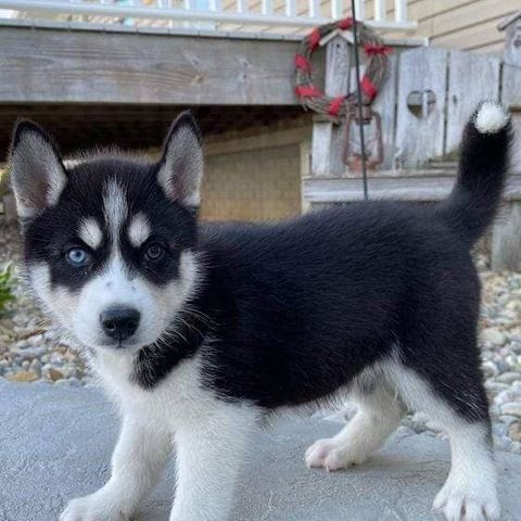 Süße Siberian-Husky-Welpen abzugeben