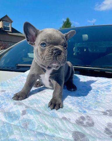 Süße Französische Bulldoggen-Welpen abzugeben