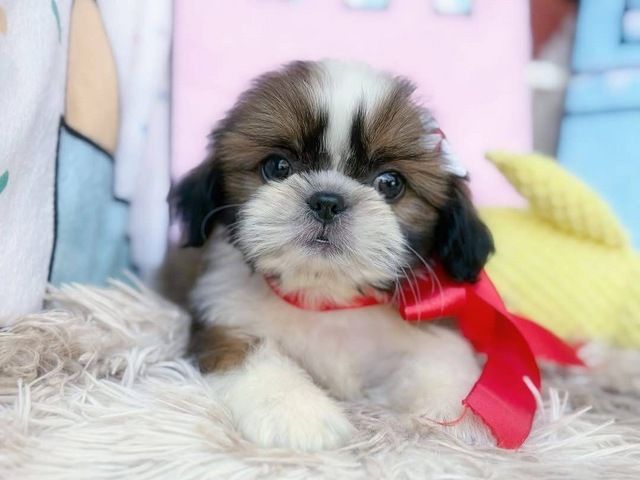 Süße Shih-Tzu-Welpen suchen ein Zuhause