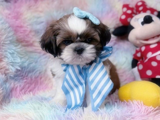 Süße Shih-Tzu-Welpen suchen ein Zuhause