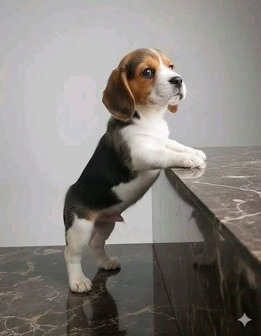 Süße Beagle-Welpen suchen ein Zuhause