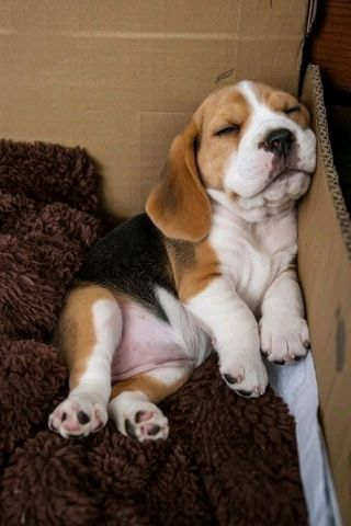 Süße Beagle-Welpen suchen ein Zuhause
