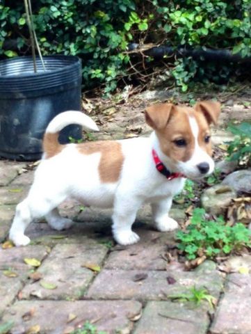 Süße Jack-Russell-Welpen abzugeben