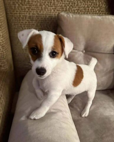 Süße Jack-Russell-Welpen abzugeben
