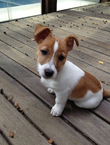 Süße Jack-Russell-Welpen abzugeben
