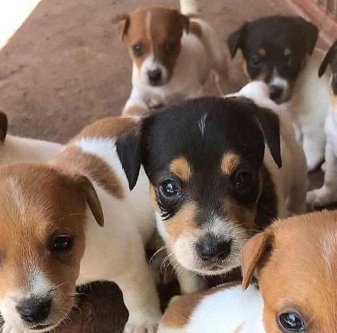 Süße Jack-Russell-Welpen abzugeben