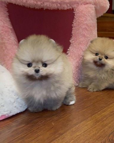 Süße Zwergspitz-Welpen (Pomeranian) abzugeben