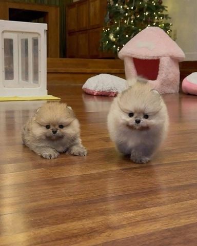 Süße Zwergspitz-Welpen (Pomeranian) abzugeben