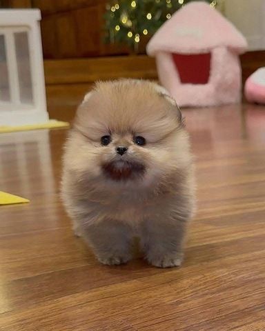Süße Zwergspitz-Welpen (Pomeranian) abzugeben