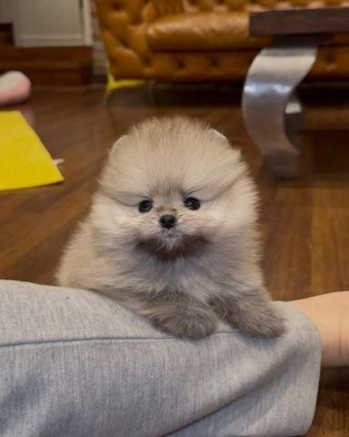 Süße Zwergspitz-Welpen (Pomeranian) abzugeben
