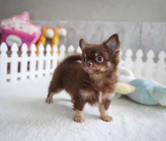 Süße Chihuahua-Welpen suchen ein Zuhause