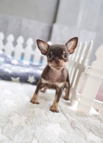 Süße Chihuahua-Welpen suchen ein Zuhause