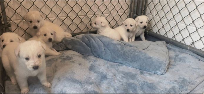 Süße Labrador-Welpen suchen ein Zuhause