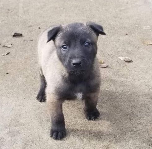 Anatolische Hirtenhund-Welpen abzugeben