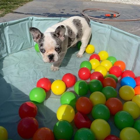Bezaubernde Französische Bulldoggen-Hündin "Marie" sucht liebevolles Zuhause