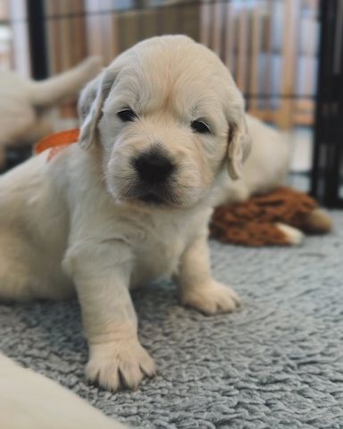 Liebevolle Golden-Retriever-Welpen suchen ihr Für-immer-Zuhause