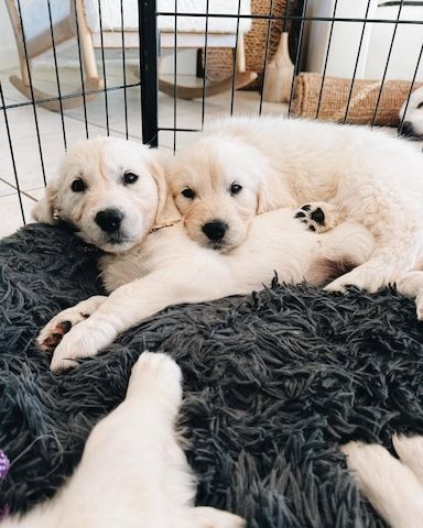 Goldige Familienhunde ab sofort abzugeben