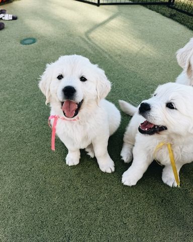Wunderschöne Golden-Retriever-Welpen zu vermitteln