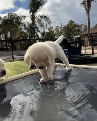 Familienfreundliche Golden Retriever suchen neue Besitzer