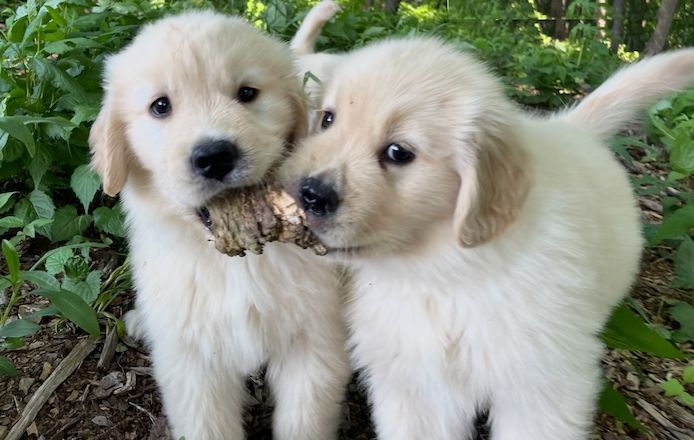 Bezaubernde Golden-Retriever-Welpen mit liebevoller Aufzucht