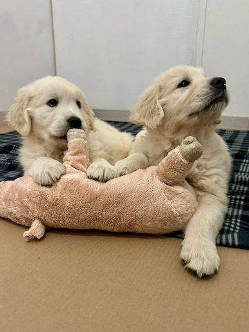 Golden-Retriever-Welpen – freundlich, verspielt und verschmust