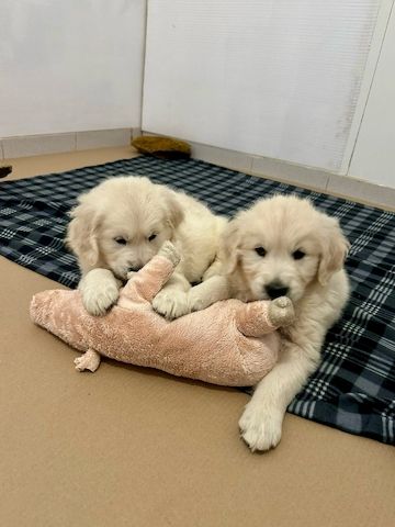 Golden-Retriever-Welpen – freundlich, verspielt und verschmust