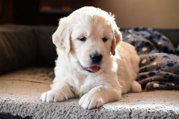Traumhafte Golden-Retriever-Welpen warten auf ihr neues Zuhause
