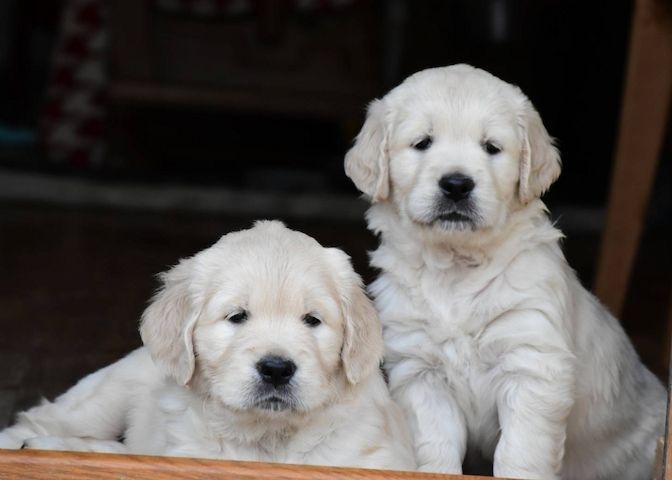 Traumhafte Golden-Retriever-Welpen warten auf ihr neues Zuhause