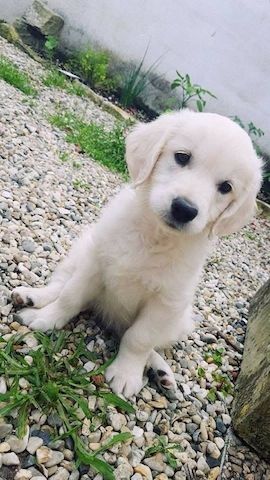 Golden Retriever – der perfekte Familienhund
