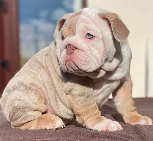 Wunderschöne Englische Bulldoggen-Welpen suchen ein Zuhause fürs Leben