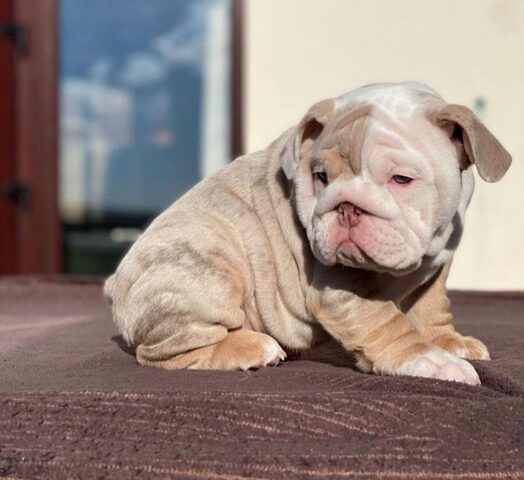 Wunderschöne Englische Bulldoggen-Welpen suchen ein Zuhause fürs Leben