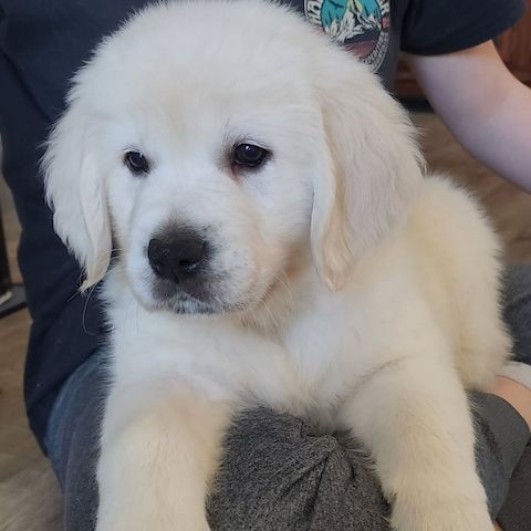 Einmal Golden Retriever – immer Golden Retriever