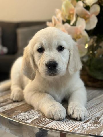 Liebevolle Golden-Retriever-Welpen suchen ihr Für-immer-Zuhause