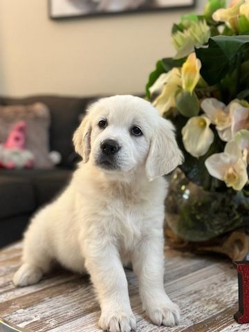 Liebevolle Golden-Retriever-Welpen suchen ihr Für-immer-Zuhause