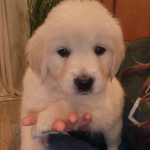 Charmante Golden-Retriever-Welpen ab sofort abzugeben
