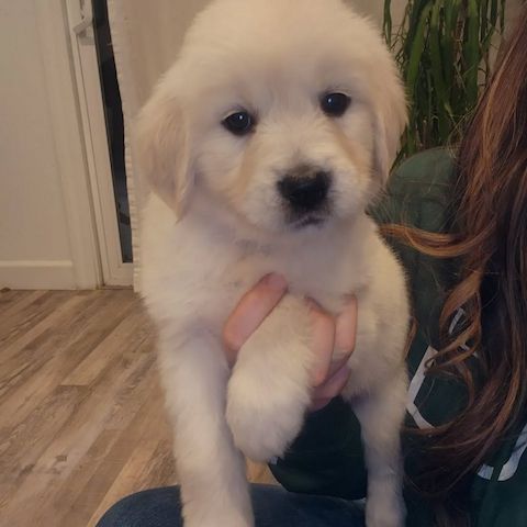 Charmante Golden-Retriever-Welpen ab sofort abzugeben