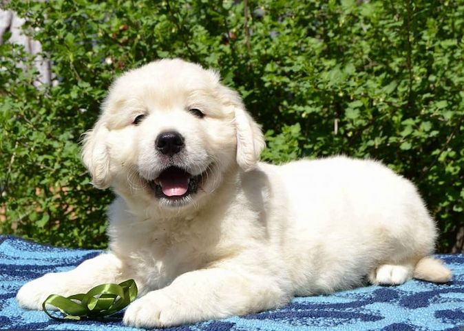 Golden-Retriever-Welpen – verspielt, freundlich und verschmust