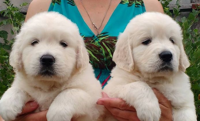 Golden-Retriever-Welpen – verspielt, freundlich und verschmust