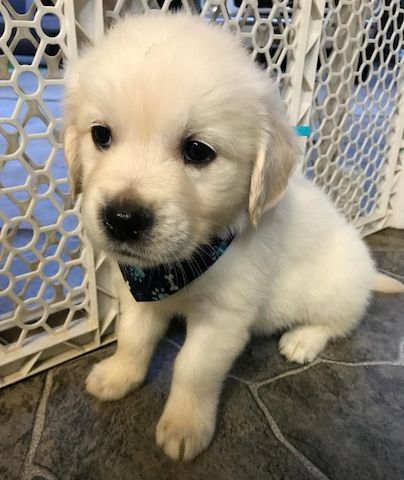 Wunderschöne Golden-Retriever-Welpen